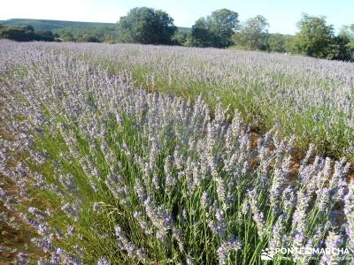 Campos Lavanda Brihuega-Provenza Española; rutas montaña cerca madrid viajes de lujo